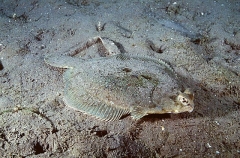 C-O Flounder (Pleuronichthys coenosus)