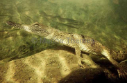 Freshwater or Johnston's Crocodile (Crocodylus johnstoni) Freshwater or Johnston's Crocodile (Crocodylus johnstoni)