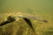 Freshwater or Johnston's Crocodile (Crocodylus johnstoni) Freshwater or Johnston's Crocodile (Crocodylus johnstoni)