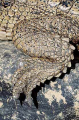 Freshwater or Johnston's Crocodile (Crocodylus johnstoni) Freshwater or Johnston's Crocodile (Crocodylus johnstoni)