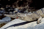 Freshwater or Johnston's Crocodile (Crocodylus johnstoni)