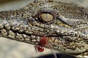 Freshwater or Johnston's Crocodile (Crocodylus johnstoni) Freshwater or Johnston's Crocodile (Crocodylus johnstoni)