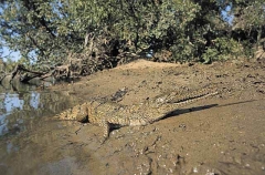 Freshwater or Johnstons Crocodile (Crocodylus johnstoni) Freshwater or Johnstons Crocodile (Crocodylus johnstoni)