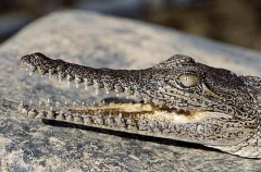 Freshwater or Johnston's Crocodile (Crocodylus johnstoni) Freshwater or Johnston's Crocodile (Crocodylus johnstoni)