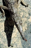 Freshwater or Johnston's Crocodile (Crocodylus johnstoni) Freshwater or Johnston's Crocodile (Crocodylus johnstoni)