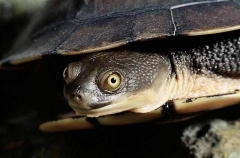Eastern Snake-necked Turtle (Chelodina longicollis)