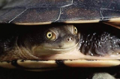 Eastern Snake-necked Turtle (Chelodina longicollis)