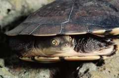 Eastern Snake-necked Turtle (Chelodina longicollis)