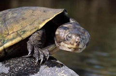 Kreffts River Turtle (Emydura krefftii) Kreffts River Turtle (Emydura krefftii)