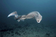 Frilled Shark (Chlamydoselachus anguineus)
