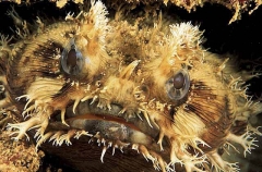 Banded Frogfish (Halophyrne diemensis) Banded Frogfish (Halophyrne diemensis)