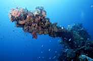 Large artillery cannon, 6 inch cruiser gun, on the foredeck of the Fujikawa Maru, Japanese WW II shipwreck. Large artillery cannon, 6 inch cruiser gun, on the foredeck of the Fujikawa Maru, Japanese WW II shipwreck.