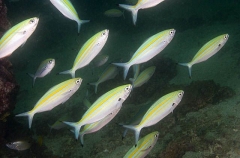 Yellowstriped Fusilier (Caesio varilineata) Yellowstriped Fusilier (Caesio varilineata)
