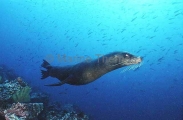Galapagos Sea Lion (Zalophus californianus wollenbaekii) Galapagos Sea Lion (Zalophus californianus wollenbaekii)
