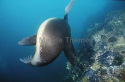 Galapagos Sea Lion (Zalophus californianus) Galapagos Sea Lion (Zalophus californianus)