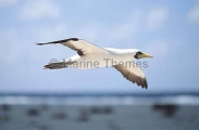 Masked Booby (Sula dactylatra) Masked Booby (Sula dactylatra)
