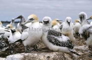 Gannets (Morus serrator) Gannets (Morus serrator)