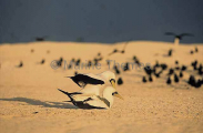Masked Booby (Sula dactylatra) Masked Booby (Sula dactylatra)