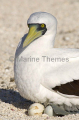 Masked Booby (Sula dactylatra)