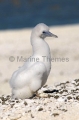 Masked Booby (Sula dactylatra) Masked Booby (Sula dactylatra)