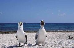 Brown Booby (Sula leucogaster) Brown Booby (Sula leucogaster)