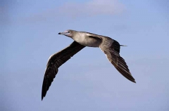 Brown Booby (Sula leucogaster) Brown Booby (Sula leucogaster)