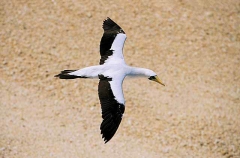 Masked Booby (Sula dactylatra)