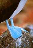 Blue Footed Booby (Sula nebouxii) Blue Footed Booby (Sula nebouxii)