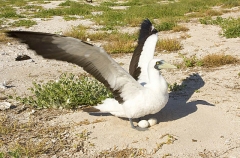 Masked Booby (Sula dactylatra) Masked Booby (Sula dactylatra)