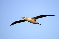 Northern Gannet (Morus bassanus) Northern Gannet (Morus bassanus)