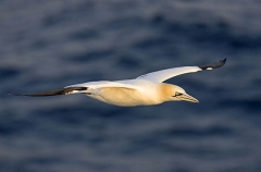 Northern Gannet (Morus bassanus) Northern Gannet (Morus bassanus)