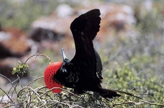 Great Frigate Bird (Fregata minor)