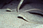 Cortez Garden Eel (Heteroconger dugueti) Cortez Garden Eel (Heteroconger dugueti)