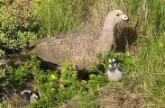 Cape Barren Goose (Cereopsis novaehollandiae) Cape Barren Goose (Cereopsis novaehollandiae)