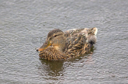 Mallard Duck (Anas platyrhynchos) Mallard Duck (Anas platyrhynchos)