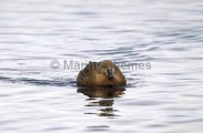 Common Eider (Somateria mollissima) Common Eider (Somateria mollissima)