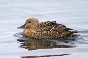 Common Eider (Somateria mollissima) Common Eider (Somateria mollissima)