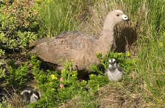 Cape Barren Goose (Cereopsis novaehollandiae) Cape Barren Goose (Cereopsis novaehollandiae)