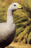 Cape Barren Goose (Cereopsis novaehollandiae)