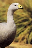 Cape Barren Goose (Cereopsis novaehollandiae) Cape Barren Goose (Cereopsis novaehollandiae)