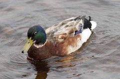 Mallard Duck (Anas platyrhynchos)