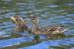 Mallard Ducks (Anas platyrhynchos)