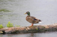 Mallard Duck (Anas platyrhynchos) Mallard Duck (Anas platyrhynchos)