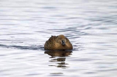 Common Eider (Somateria mollissima) Common Eider (Somateria mollissima)