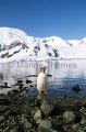 Gentoo Penguin (Pygoscelis papua) Gentoo Penguin (Pygoscelis papua)