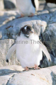 Gentoo Penguin (Pygoscelis papua) Gentoo Penguin (Pygoscelis papua)