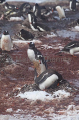 Gentoo Penguins (Pygoscelis papua)