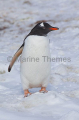 Gentoo Penguin (Pygoscelis papua) Gentoo Penguin (Pygoscelis papua)