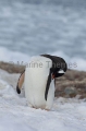 Gentoo Penguin (Pygoscelis papua) Gentoo Penguin (Pygoscelis papua)