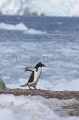 Gentoo Penguin (Pygoscelis papua) Gentoo Penguin (Pygoscelis papua)